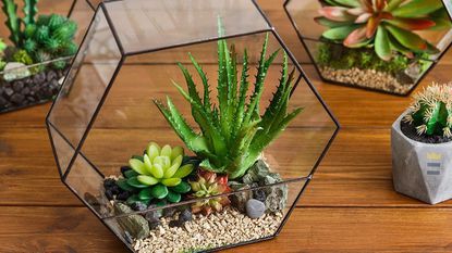Mark Roemer image of succulents in terrariums.