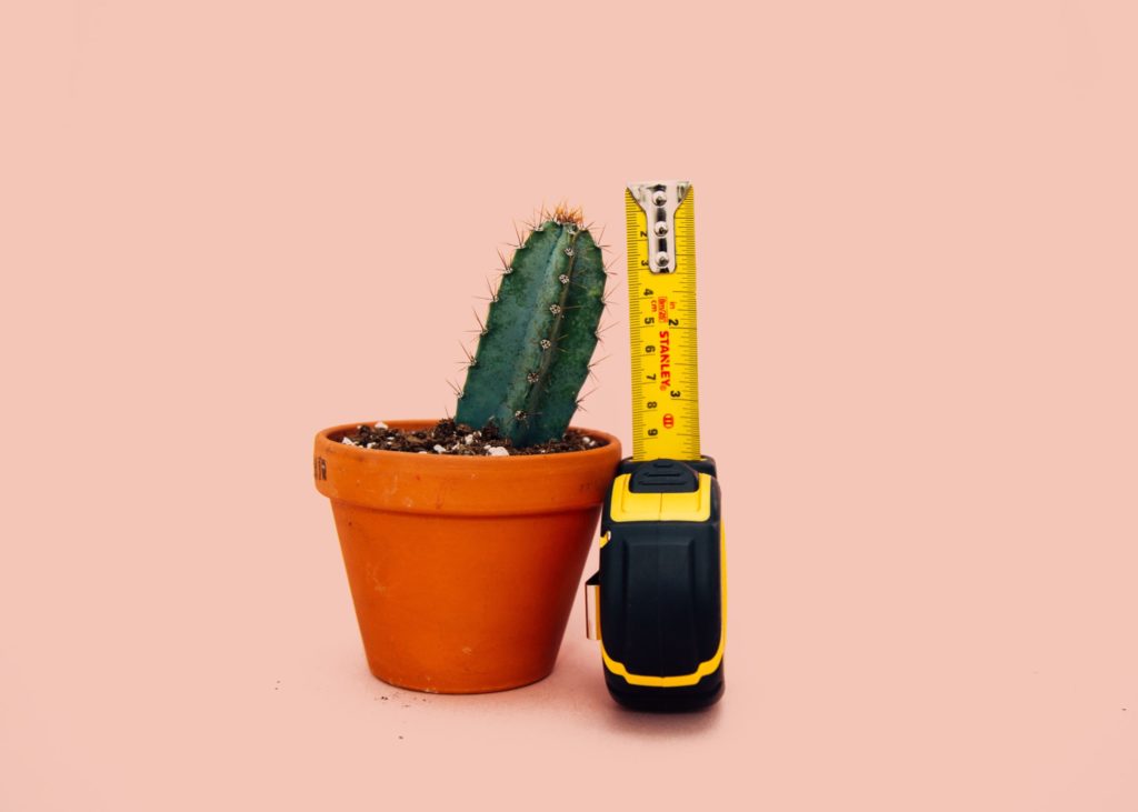 Mark Roemer image of a cactus and a measuring tape
