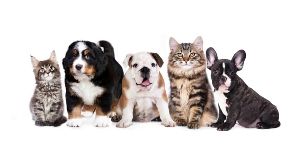 Mark Roemer image of several different dogs and cats.