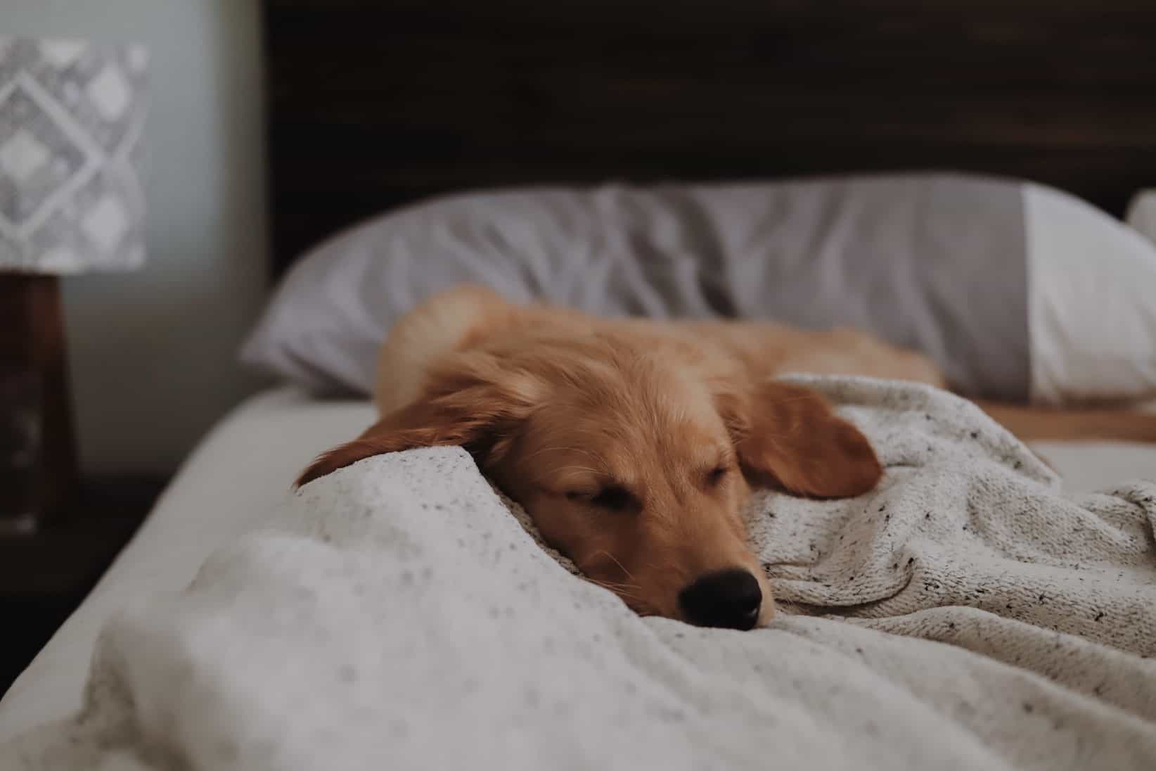 Mark Roemer image of a dog sleeping on a bed in an apartment