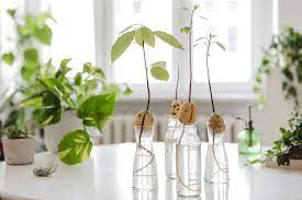 Mark Roemer image of starter avocado plants in an apartment