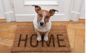 Mark Roemer image of a dog sitting on a welcome mat that says "home"