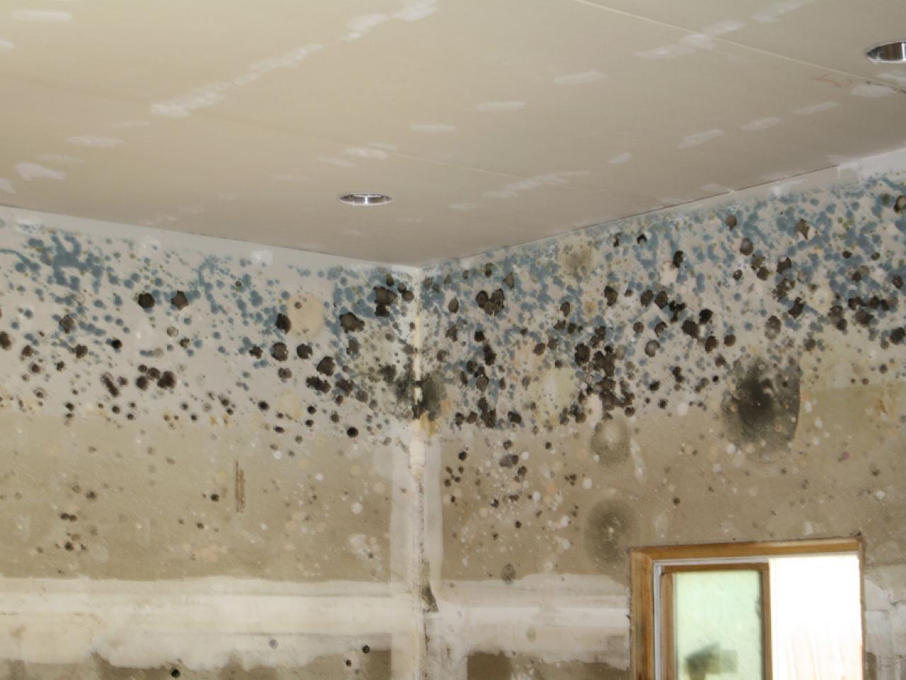 Mark Roemer image of a moldy wall